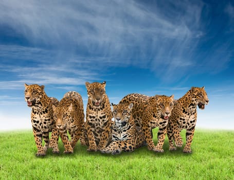 group of jaguar with green grass and blue sky