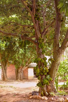 Jackfruit tree full of fruits.