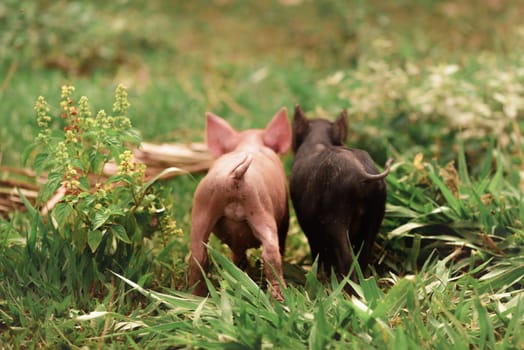 Couple of pigs walking on the grass.