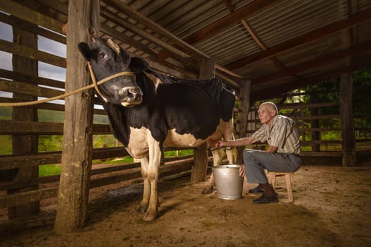 Elderly man, taking cow's milk in the corral.