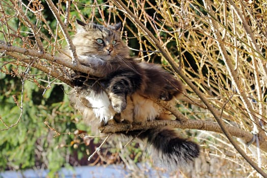 A Norwegian forest cat lies relaxed on the branches of a tree