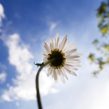 Backside of a Marguerite flower growing towards the sun
