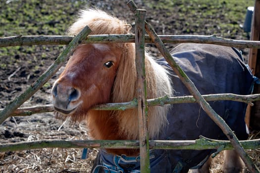 Little pony behind a wooden fence in winter