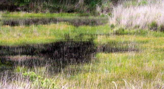 Grass and water in a fen