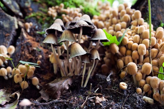Mushrooms in the woods in autumn