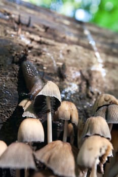 Slug eating mushrooms in autumn