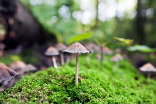 Mushrooms on a mossy tree trunk in autumn