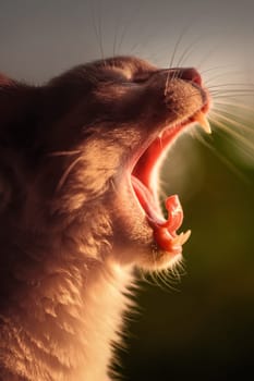 Cat yawning in the window under the sunset.