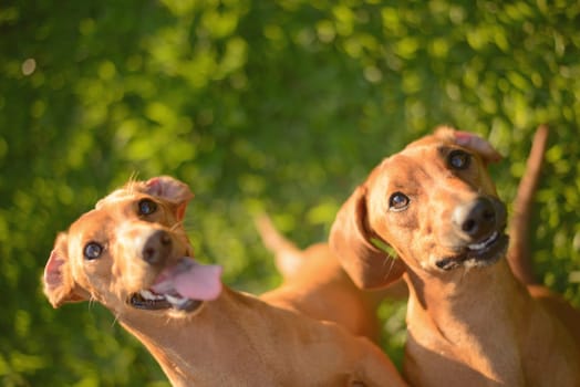 Two happy dogs looking up on a sunny day.