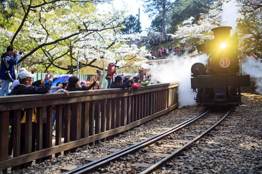 Alishan,Taiwan - March 15,2012