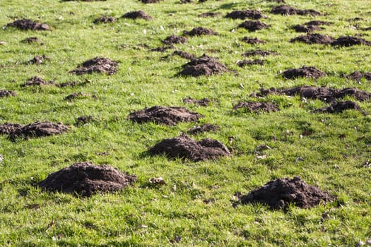 Molehills in the back yard