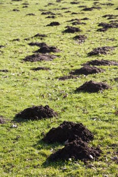 Molehills in the back yard