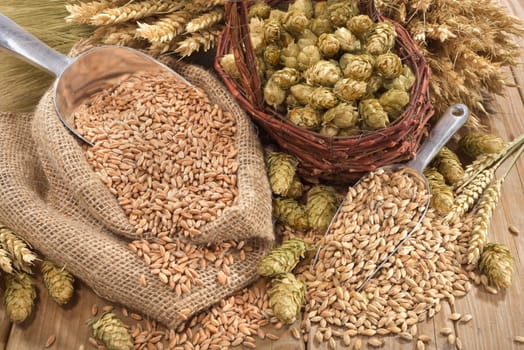 Beer ingredients - wheat,barley,hops and malt