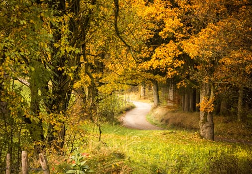 A melancholic forest scene in autumn - a path leads through the enchanted Waldlz in the backlight
