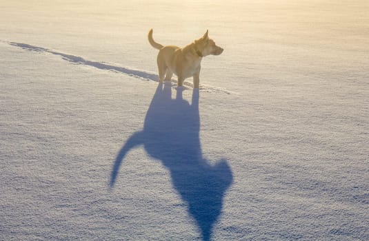 A Belgian Shepherd and his faithful companion,his shadow,winter motif,concept