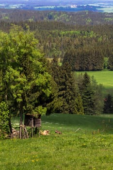 Cows rest in the shade of a hunter's stand and enjoy the wonderful landscape