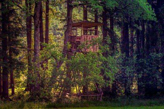 Melancholic forest scene in summer – a high-rise wooden set in the backlight