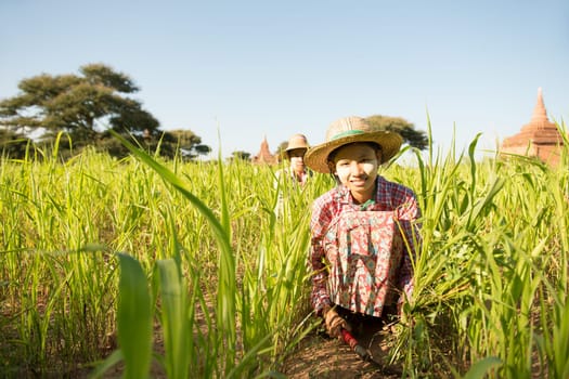 Portrait of a young Burmese woman farmer with thanaka powdered face harvesting in field.