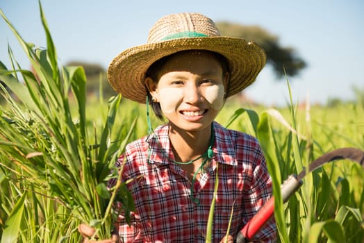 Portrait of a young Burmese girl farmer with thanaka powdered face harvesting in field.