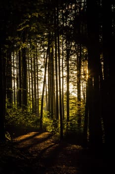 Melancholic forest scene in the backlight