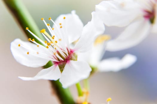 The apple tree blossom,spring is here - a small flower on a branch,close-up