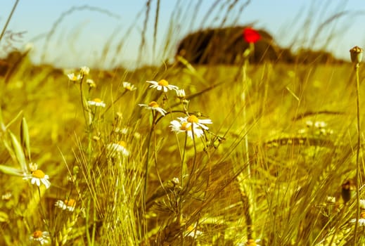 Chamomile (Matricaria chamomilla) in the golden corn field - Retro