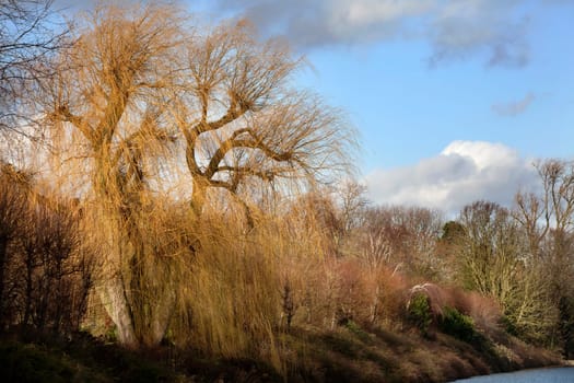 Beautiful sunlight on a weeping willow and some other trees at the end of the day in winter