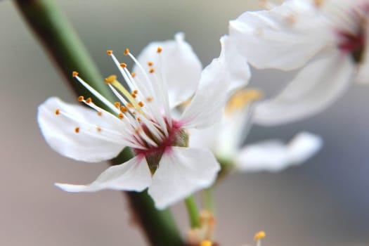 The apple tree blossom,spring is here - a small flower on a branch,close-up