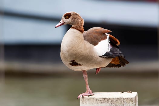 Egyptyan goose on one leg