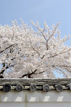 Cherry blossom tree