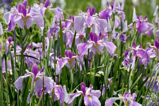 purple iris flower on flower bed