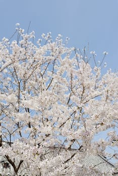 springtime flowering cherry tree against the blue sky