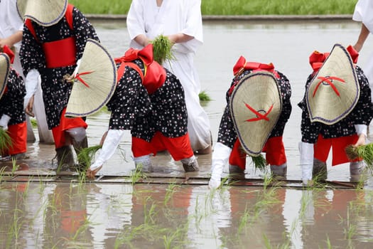 Japanese young girls plants in a rice paddy