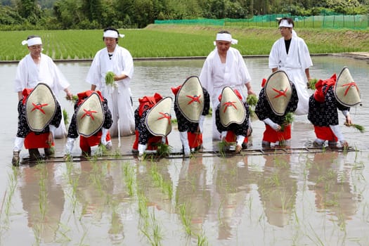 KAGAWA, JAPAN, JUNE 7: Japanese young girls plants a plant of rice in a rice paddy. The holy festival to pray for a good harvest, on June 7, 2015 in Kagawa, Japan