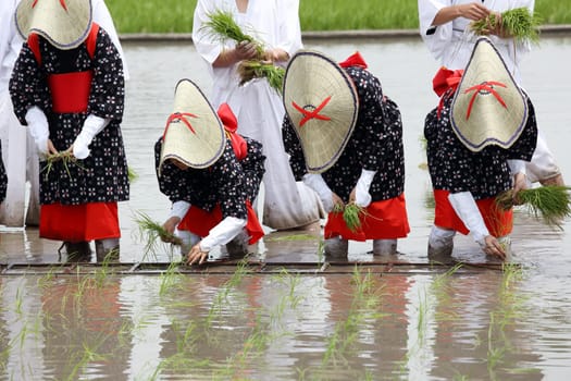 Japanese young girls plants in a rice paddy