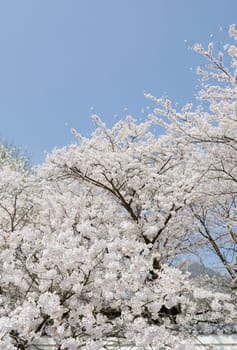 springtime cherry tree against the clear blue sky