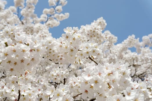 Big cherry blossom tree against the clear blue sky