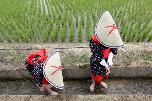 Japanese young girls plants in a rice paddy