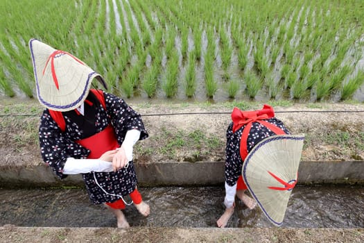 Japanese young girls plants in a rice paddy