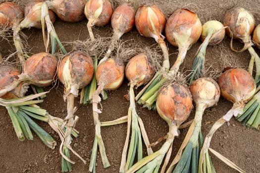 Ripe harvested onion bulbs on the field