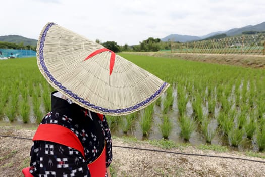 Japanese young girl plants in a rice paddy