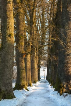 An avenue - path between the trees in winter