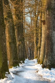 An avenue - path between the trees in winter