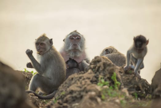 Family of wild monkeys in natural habitat, mom with baby and ape eating. Wildlife conservation campaign.