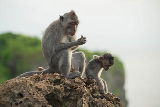 Wildlife scene, wild monkeys sitting on rock in their natural habitat with jungle nature background.   .