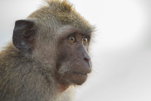 Wild monkey face close up portrait, wildlife photography ideal for ecotourism conservation campaign.