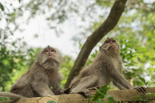 Wild monkeys on tree looking up in natural habitat, green environment background. Wildlife scene.