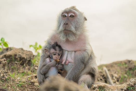 Beautiful wildlife scene, wild monkey mother holding cute baby ape in natural habitat.
