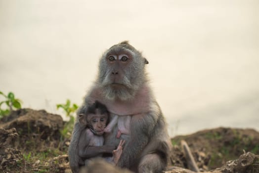 Wild monkey mom breastfeeding curious baby ape in their natural habitat.