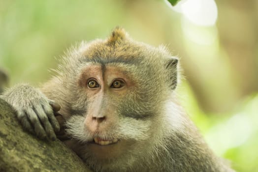 Funny curious wild monkey face portrait looking over tree branch in natural habitat. Wildlife conservation campaign.   .